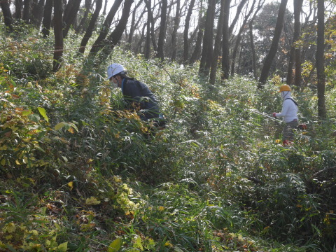 山桜の苗木生存率は約7割：11・19六国見山手入れ（上）_c0014967_16035784.jpg