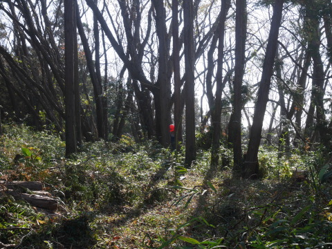 山桜の苗木生存率は約7割：11・19六国見山手入れ（上）_c0014967_16043857.jpg