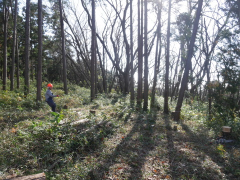 山桜の苗木生存率は約7割：11・19六国見山手入れ（上）_c0014967_16050098.jpg
