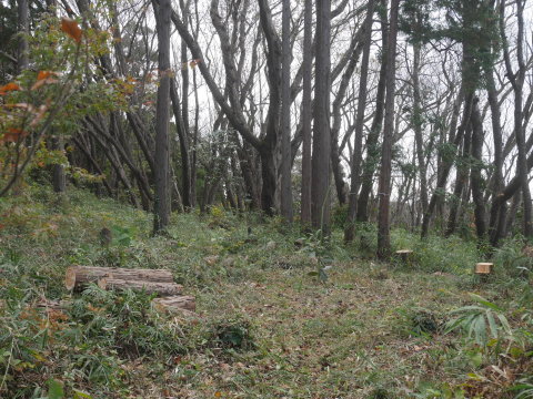 山桜の苗木生存率は約7割：11・19六国見山手入れ（上）_c0014967_16060788.jpg