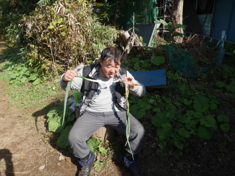 焼きネギの甘さに絶賛の嵐：11・19六国見山手入れ（下）_c0014967_16250441.jpg