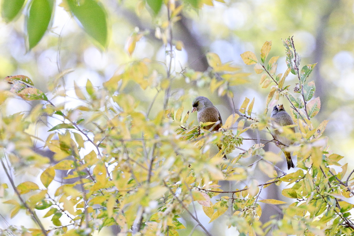 紅葉とカワラヒワ_e0071967_16495933.jpg