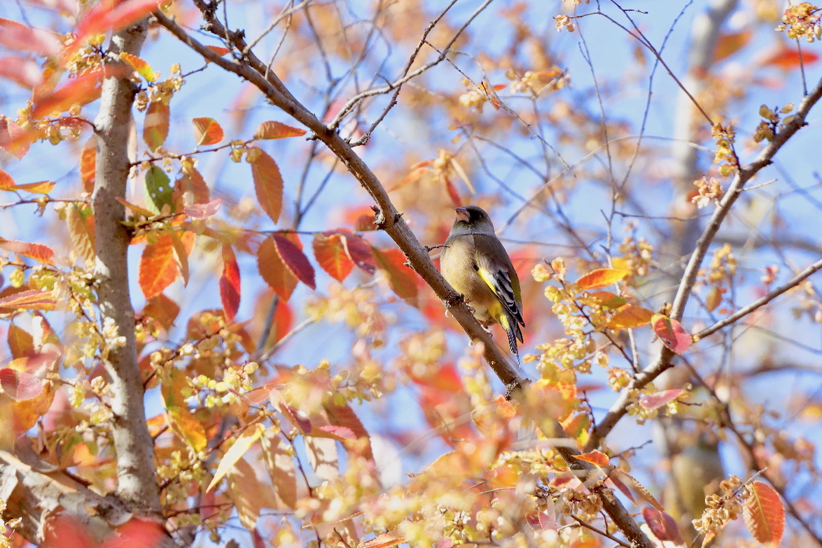 紅葉とカワラヒワ_e0071967_16501342.jpg