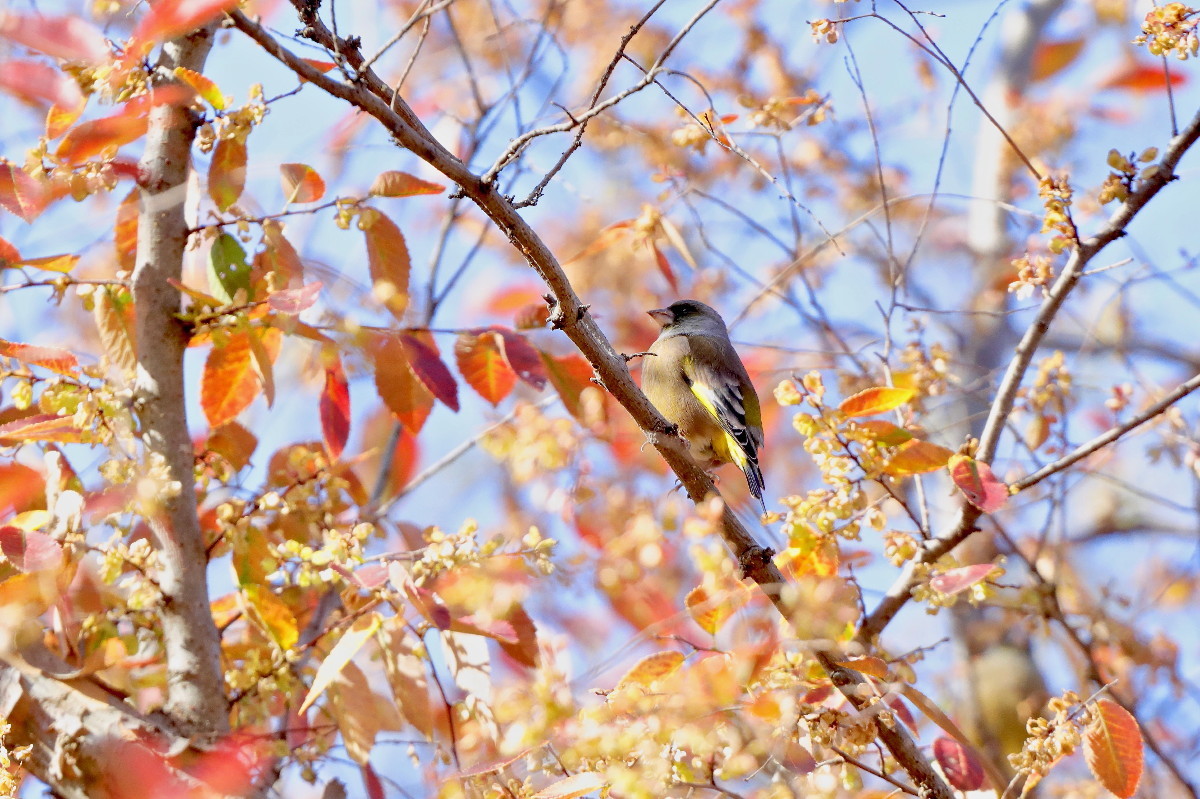 紅葉とカワラヒワ_e0071967_16501827.jpg