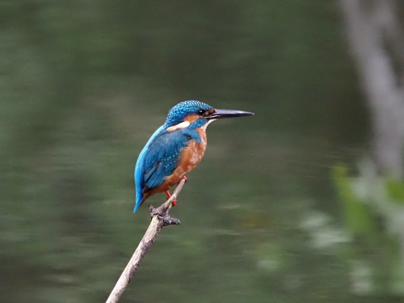 ひょうたん池で撮影したカワセミ : コーヒー党の野鳥と自然パート3