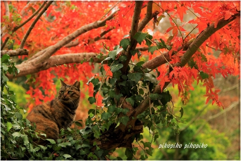 猫と紅葉 今が一番