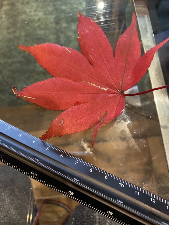 2020年11月20日　出会いが全て_b0098584_19422653.jpeg