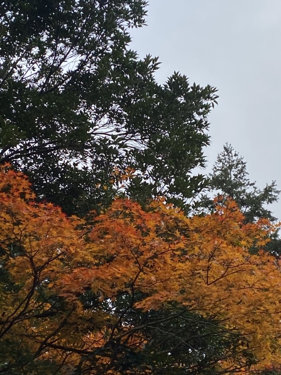 2020年11月20日　出会いが全て_b0098584_19432368.jpeg