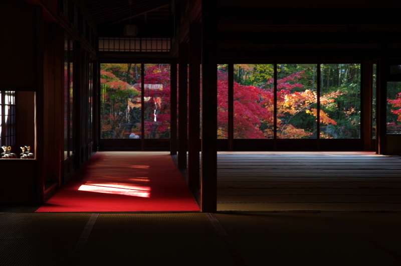 天授庵 紅葉_c0382798_14351749.jpg