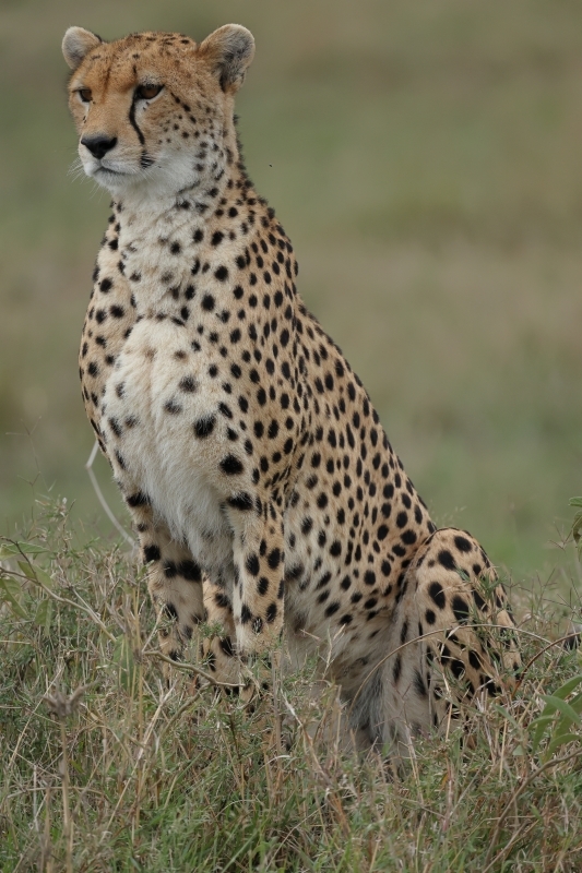 ケニアでサファリ36 僕たち 生れて7ヵ月のチーター赤ちゃん 旅プラスの日記 ケニアでサファリ36 僕たち 生れて7ヵ月のチーター赤ちゃん 旅プラスの日記