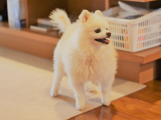 いったい何を望むのか_d0360206_21255771.jpg