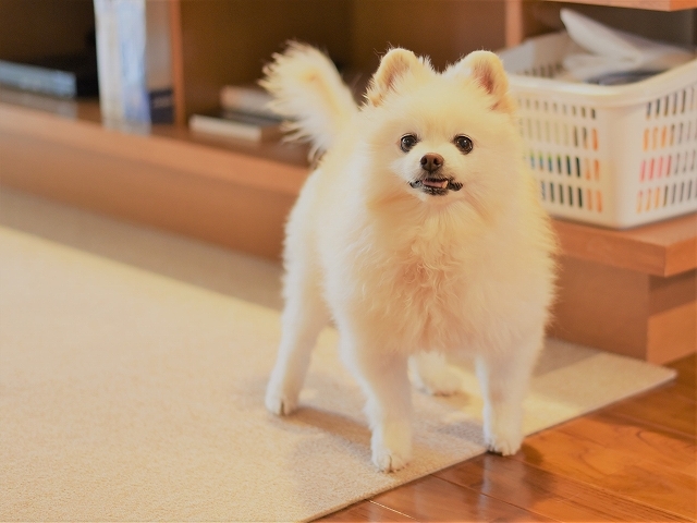 いったい何を望むのか_d0360206_21260281.jpg