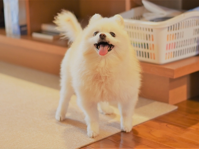 いったい何を望むのか_d0360206_21260778.jpg