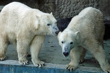 ハンガリー ブダペスト動物園のシェールィ Szerij Seryj もベルギーのペリダイザ動物園へ 別離した双子兄弟が再会へ Polarbearology Conjectaneum