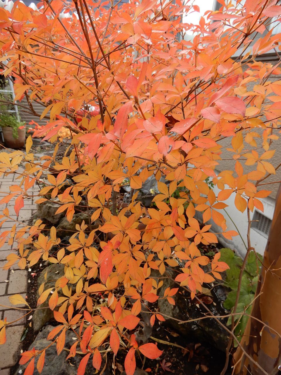 散って風流でも集まるとゴミ_c0025115_21551723.jpg