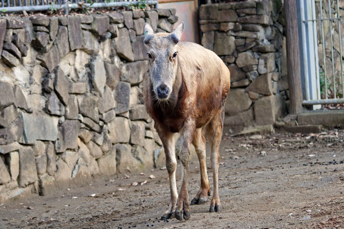 落角シフゾウ アオバ 多摩動物公園 続々 動物園ありマス 落角シフゾウ アオバ 多摩動物公園 続々 動物園ありマス