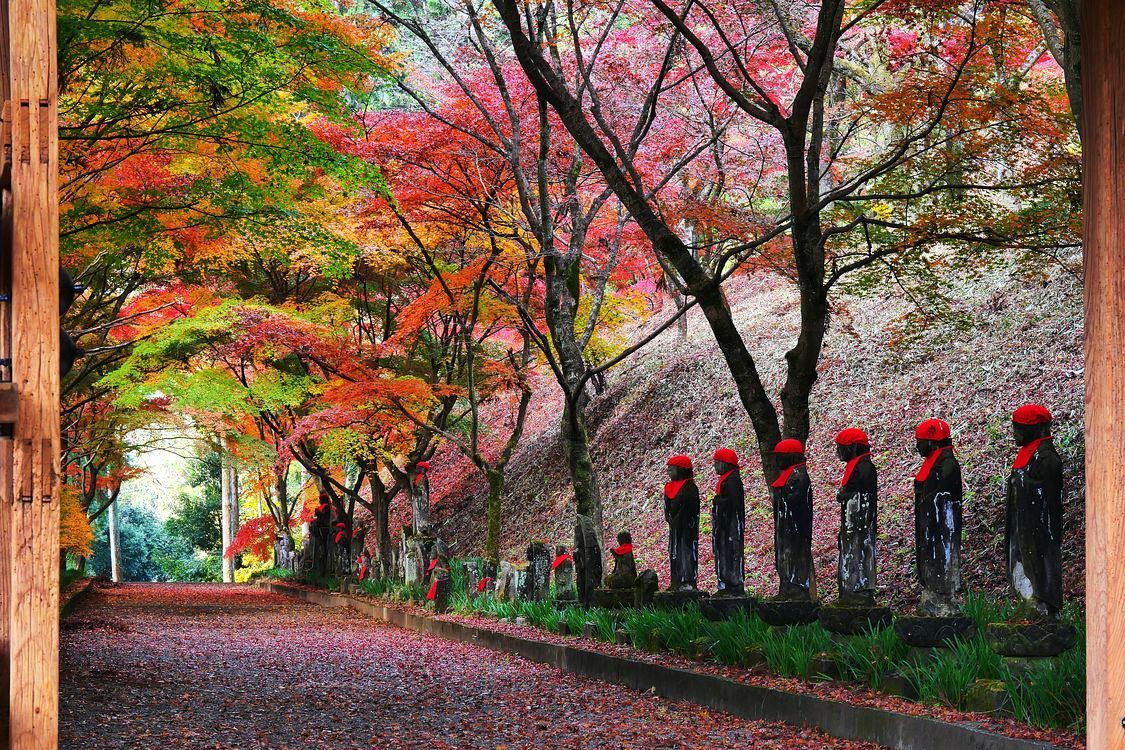 紅葉アラカルト・・・佐野市仙波「金蔵院」(2)_a0031821_13270701.jpg