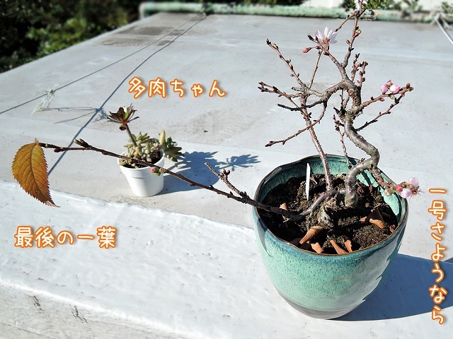 届いたよ♪_c0062832_14015796.jpg