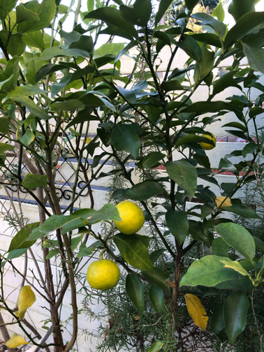 秋のお庭から♪今年は柚子が収穫できそうです_f0023333_22204316.jpg