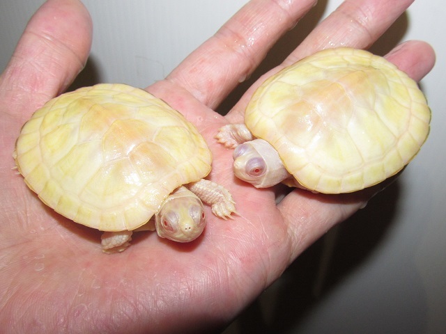 久々の直輸入モノなど多数!_b0174337_01484262.jpg
