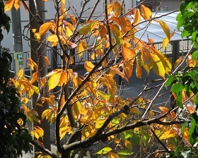 守れ!球磨川の未来(5)_f0197754_11534770.jpg
