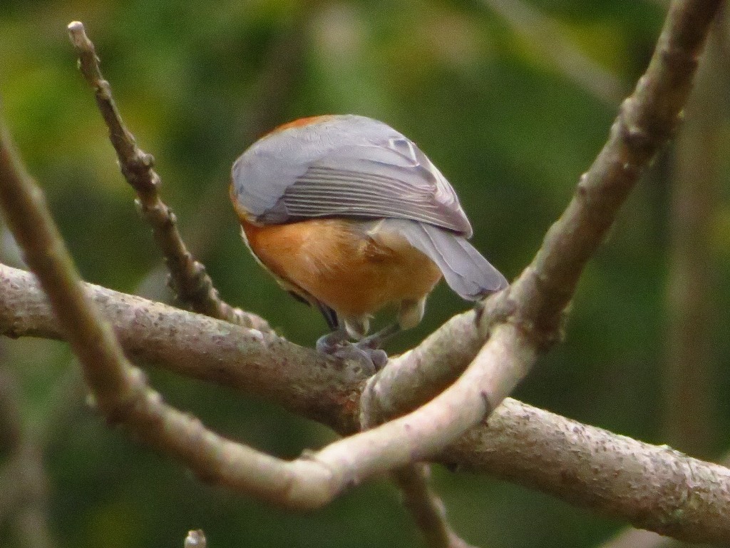 ヤマガラさんご用心_a0018655_09500426.jpg