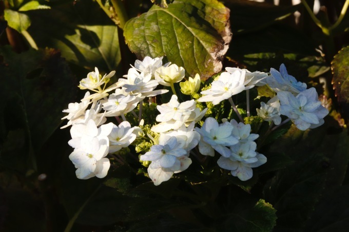 SGDs。。。 !!_a0248459_14194096.jpg