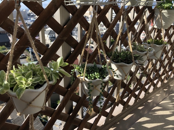 多肉植物の寄せ植えを楽しむ_f0148762_18595905.jpeg