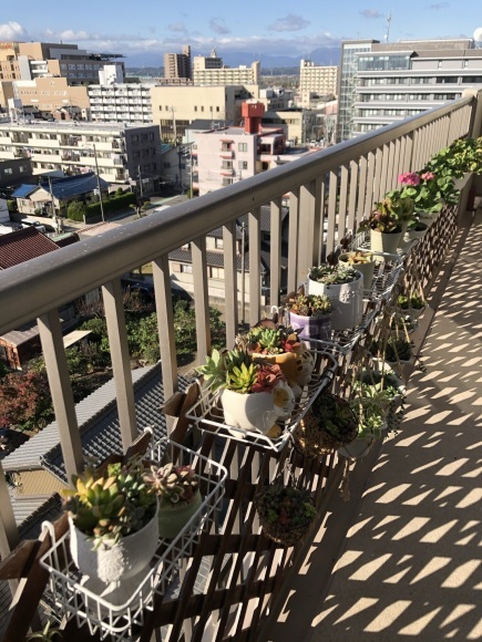 多肉植物の寄せ植えを楽しむ_f0148762_19001856.jpeg