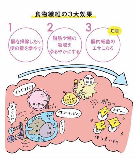 腸内細菌/免疫/食物繊維_a0117168_09013049.jpeg