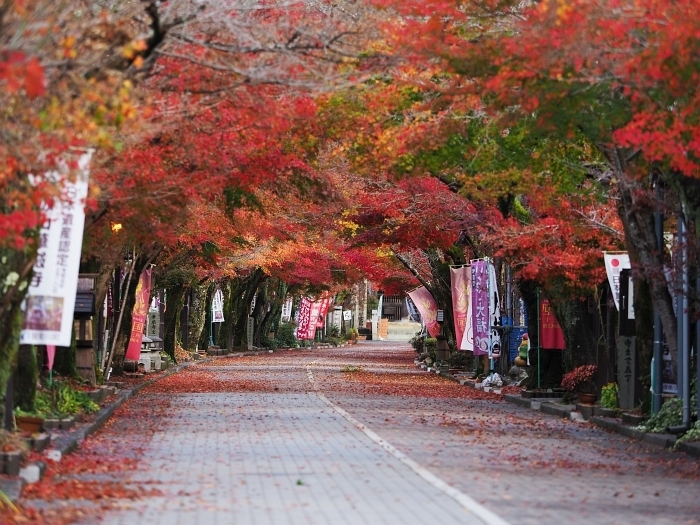 谷汲山華厳寺の紅葉　2020_e0075403_15373806.jpg