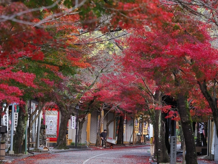 谷汲山華厳寺の紅葉 いわしののんびり遊泳 ｖｏｌ ２