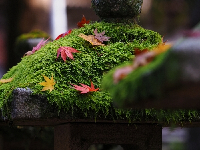 谷汲山華厳寺の紅葉　2020_e0075403_15375881.jpg