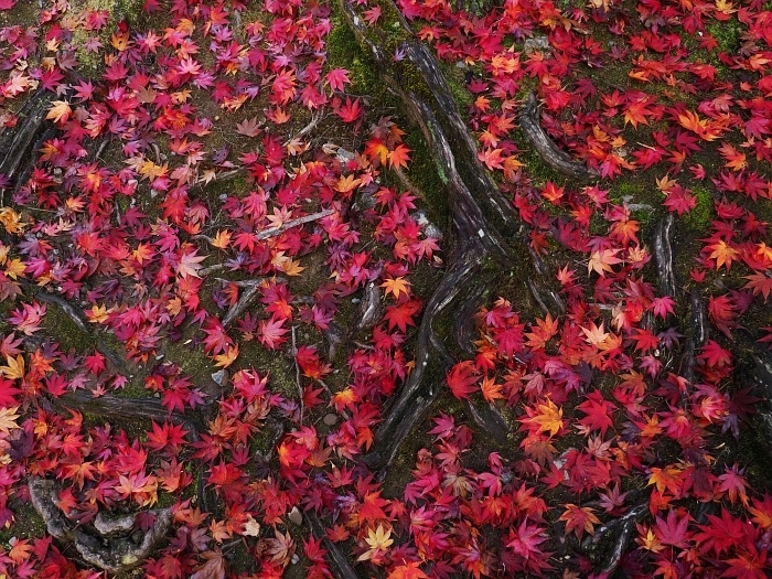 谷汲山華厳寺の紅葉　2020_e0075403_15380772.jpg