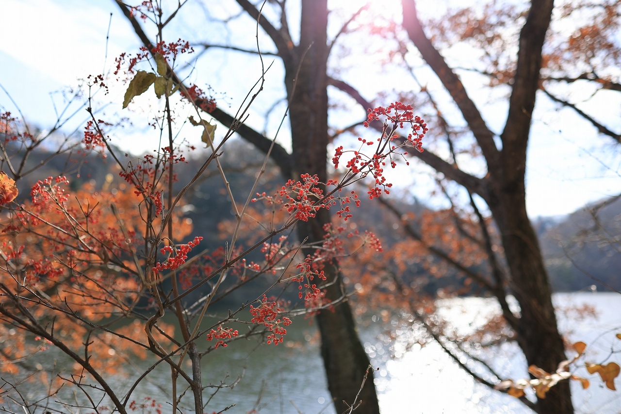 サイカチ沼(お散歩)_b0050305_21330983.jpg
