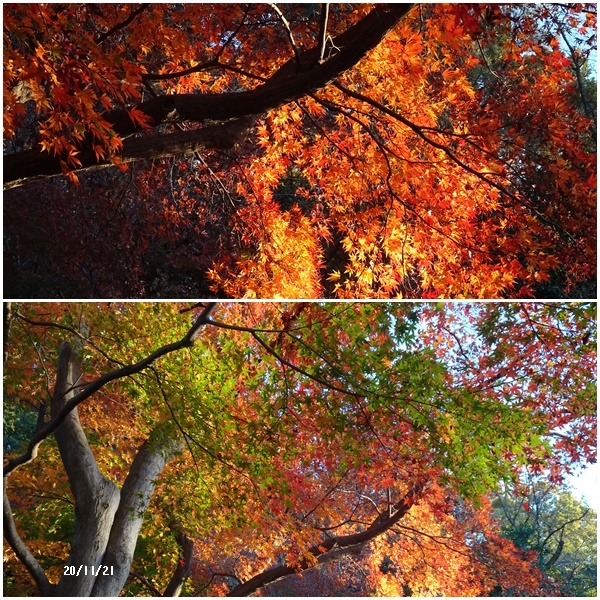 高幡不動の紅葉と富士山 自治会映画 チョコットメモ記