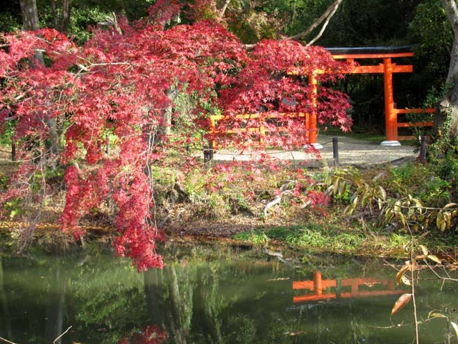 京都府立植物園　紅葉さかり_e0048413_19533635.jpg