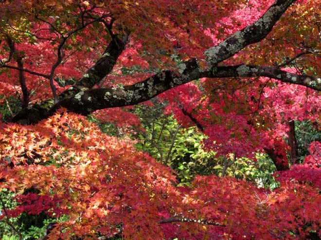 京都府立植物園　紅葉さかり_e0048413_19535000.jpg