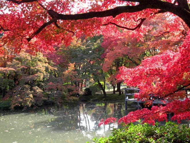 京都府立植物園　紅葉さかり_e0048413_19535485.jpg