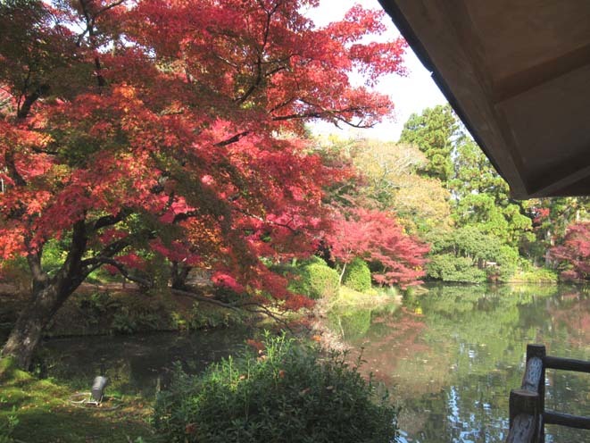 京都府立植物園　紅葉さかり_e0048413_19535798.jpg