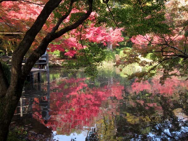 京都府立植物園　紅葉さかり_e0048413_19540121.jpg