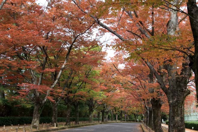 京都府立植物園　紅葉さかり_e0048413_19541612.jpg