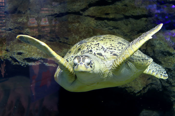 赤道の海 ウミガメ回遊水槽 アカウミガメの子供 名古屋港水族館 December 19 続々 動物園ありマス