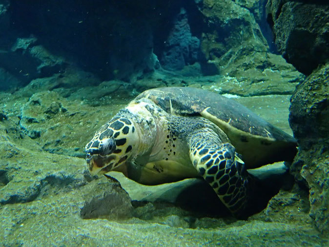 赤道の海 ウミガメ回遊水槽 アカウミガメの子供 名古屋港水族館 December 19 続々 動物園ありマス