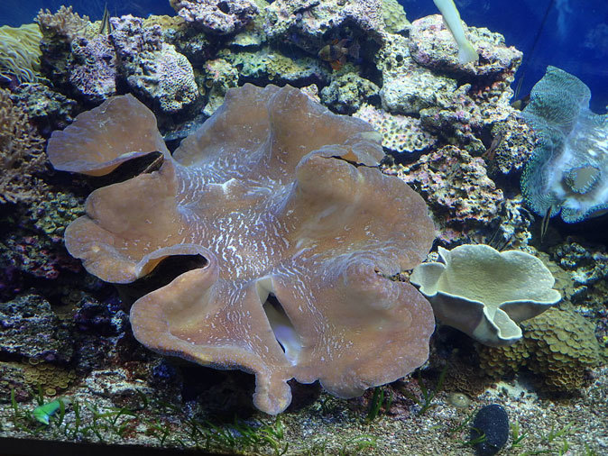 赤道の海 国内唯一のオオシャコガイとライブコーラル水槽 名古屋港水族館 December 19 続々 動物園ありマス 赤道の海 国内唯一のオオシャコガイとライブコーラル水槽 名古屋港水族館 December 19 続々 動物園ありマス