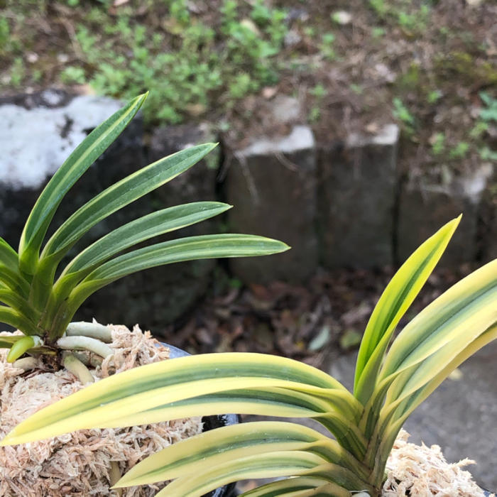 天草の月 天草冠月 : □ サムライ オーキッド □ 富貴蘭 セレクト