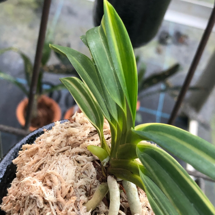 天草の月 : □ サムライ オーキッド □ 富貴蘭 セレクトショップ MAIL