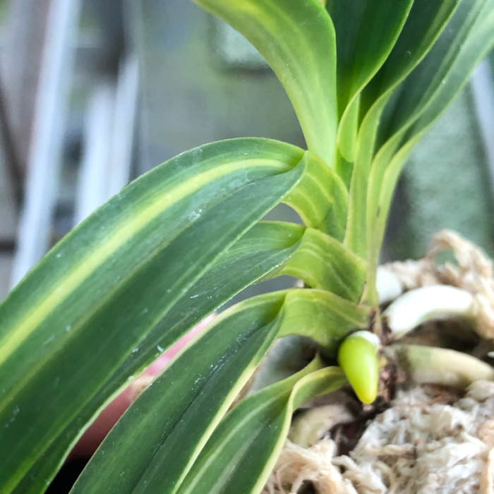 天草の月 : □ サムライ オーキッド □ 富貴蘭 セレクトショップ MAIL