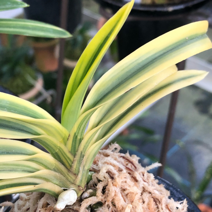 天草の月 : □ サムライ オーキッド □ 富貴蘭 セレクトショップ MAIL