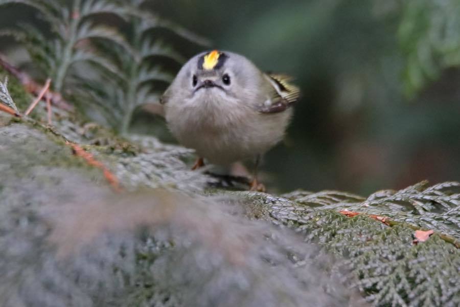 キクイタダキもいっぱい 四十雀の欣幸 野鳥写真日記